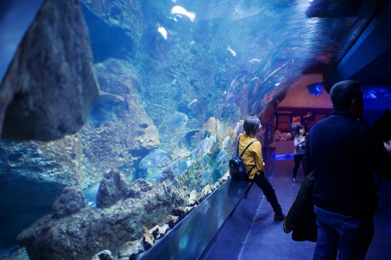 Aquascape Aquariums