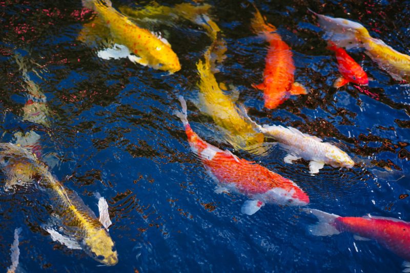 Koi Fish