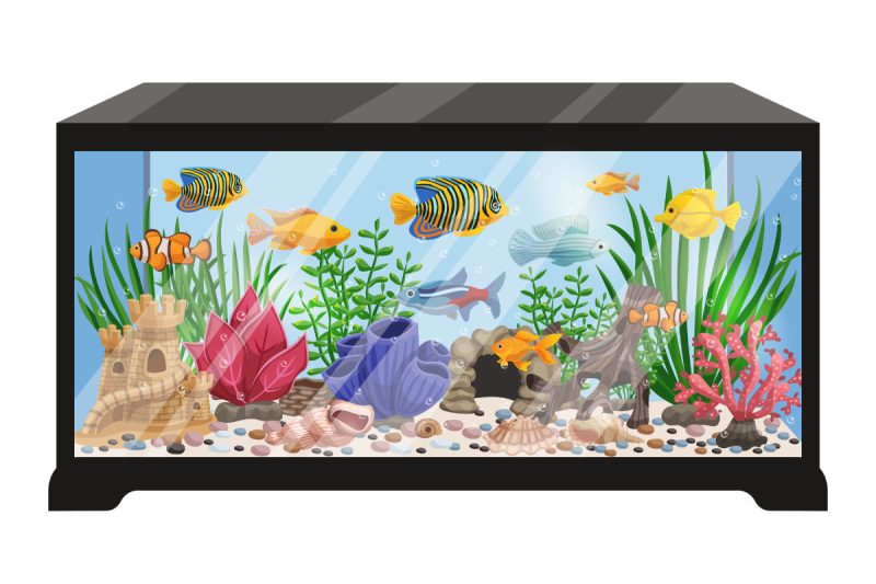 Hydroponic Fish Tank