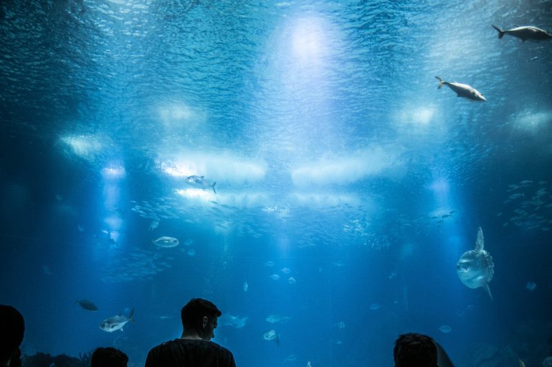 Hardscape Aquariums