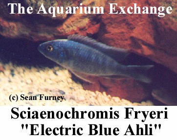 https://theaquariumexchange.com/wp-content/uploads/2021/04/ahli.jpg (43297 bytes)