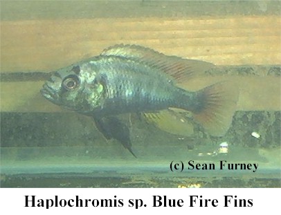 https://theaquariumexchange.com/wp-content/uploads/2021/04/bluefirefin12.jpg (32186 bytes)
