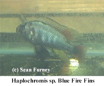 https://theaquariumexchange.com/wp-content/uploads/2021/04/bluefirefin6.jpg (59757 bytes)