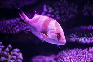 These Saltwater Aquarium Tips Can Prove Incredibly Helpful To You