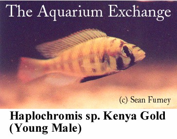 https://theaquariumexchange.com/wp-content/uploads/2021/04/kenyagold1.jpg (38386 bytes)