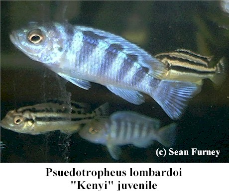 Learning Aquatics: Profile Of Psuedotropheus Lombardoi 