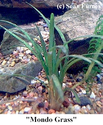 http://theaquariumexchange.com/wp-content/uploads/2021/04/mondograss.jpg (65590 bytes)
