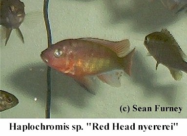 https://theaquariumexchange.com/wp-content/uploads/2021/04/redheadnyererei.jpg (32845 bytes)