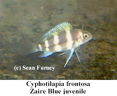 https://theaquariumexchange.com/wp-content/uploads/2021/04/zairefrontosajuvenile1.jpg (36488 bytes)