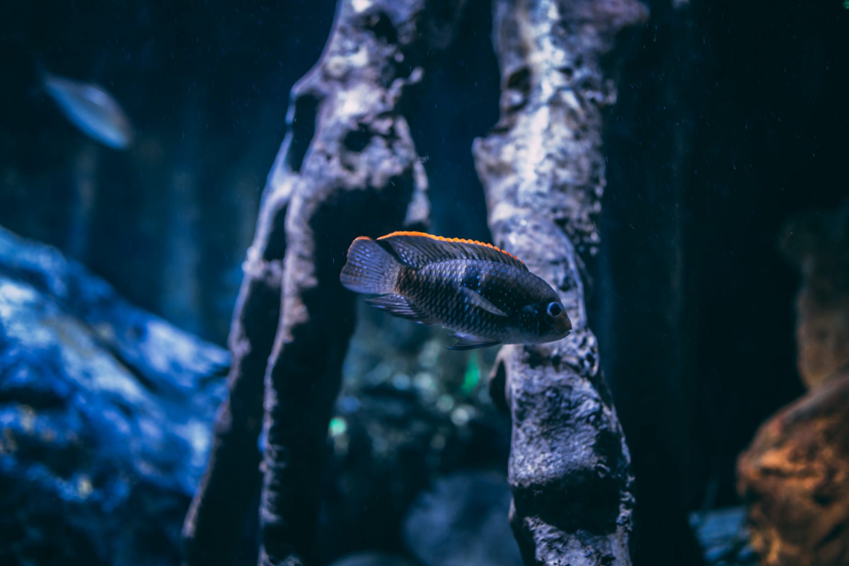 selective focus photography of gray cichlid fish