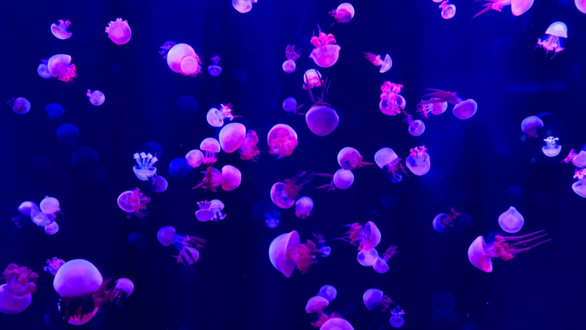pink jellyfish lot