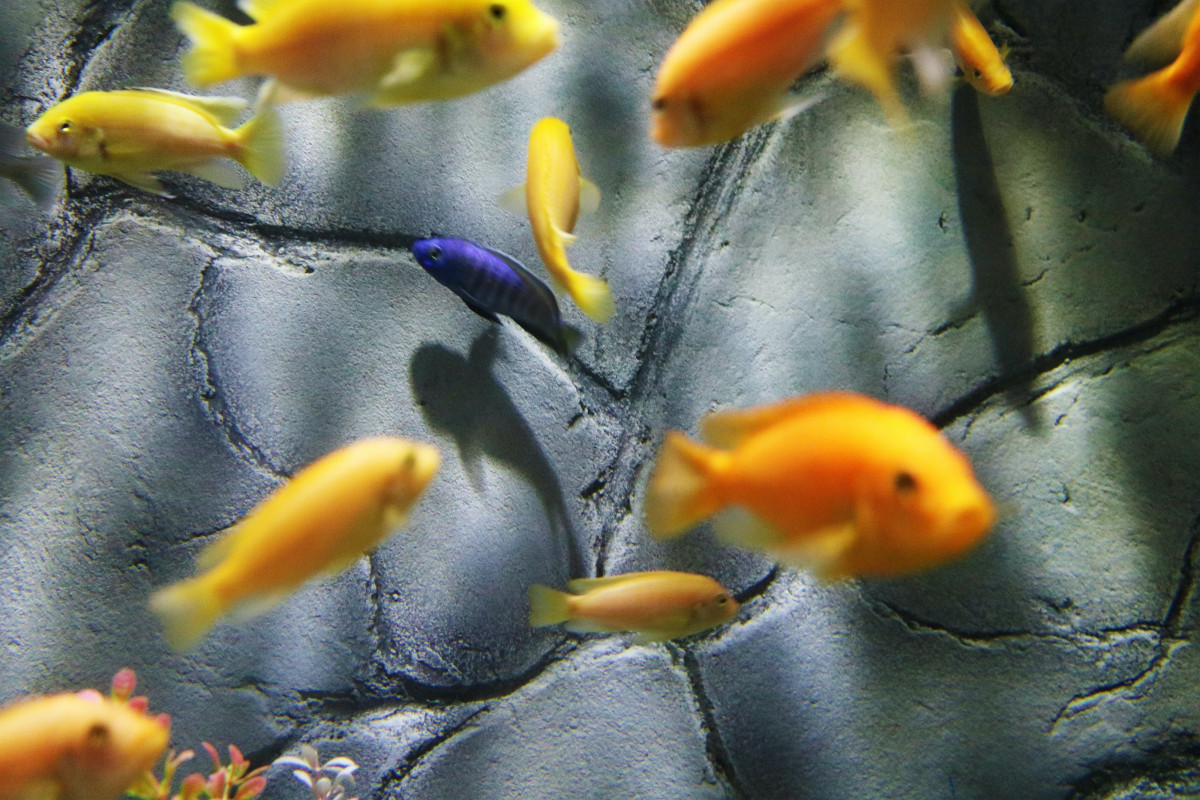 Swimming fishes