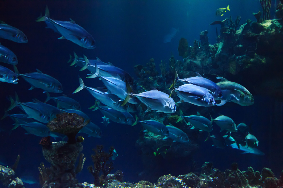 Aquarium Fish and Aquarium Heating Tips For Aquarians (FAQs [year])