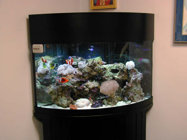 Is Fish Tank Good For Office? 11+ Workspace Aquarium Design Ideas 