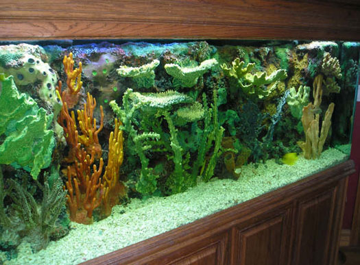 Best Aquarium Cleaning Supplies 2023