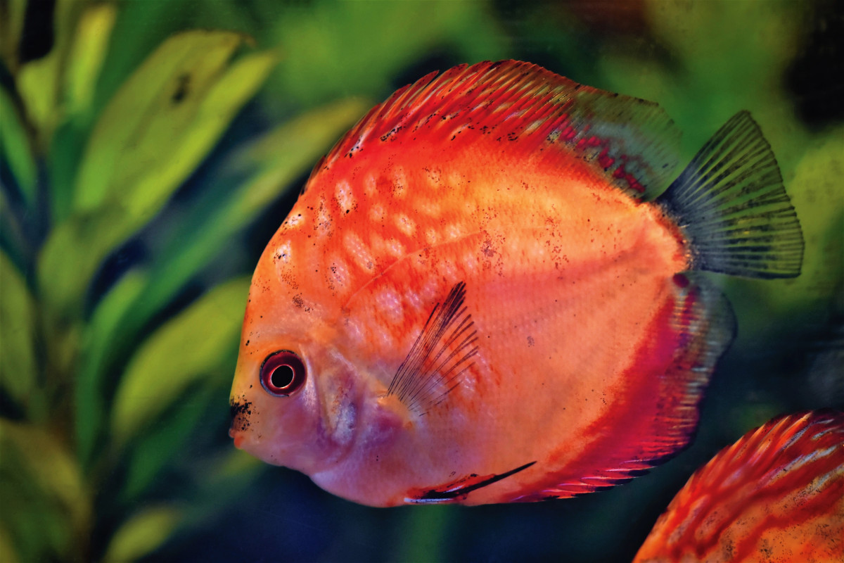 discus fish, discus cichlid, fish