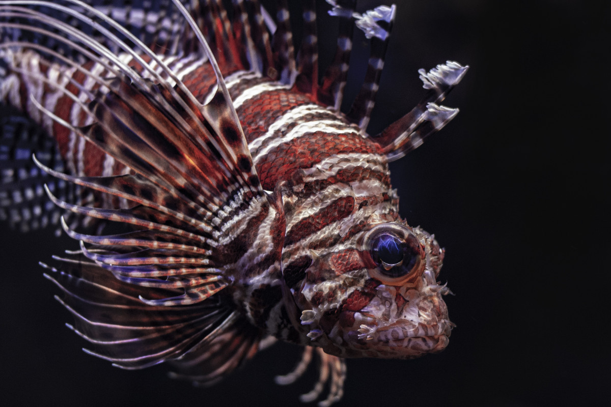 lionfish, fish, sea