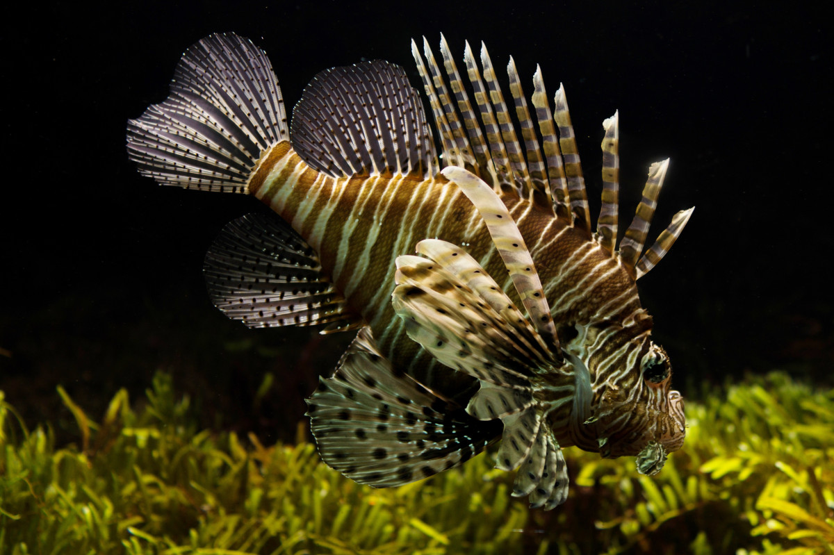 lionfish, underwater, fish