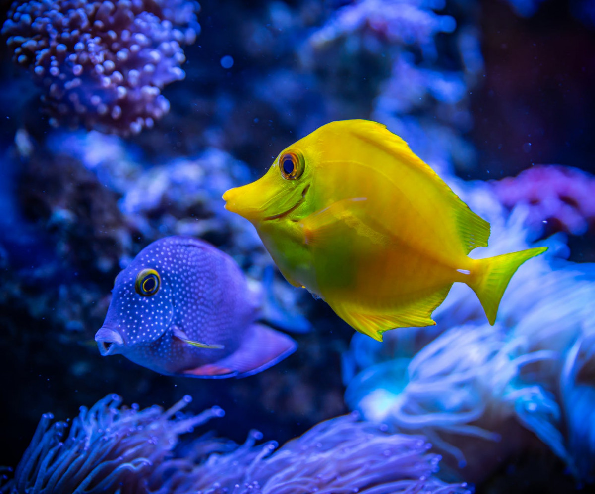 yellow and blue fish in water
