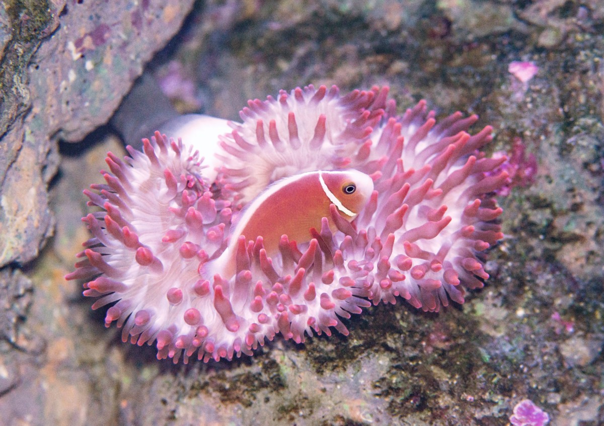 A Pink Anemonefish at the Cairns Aquarium. I like the combination of the pink sea anemone, and the peachy pink of the fish. Also known as the Pink Skunk Clownfish, Amphiprion periderion.