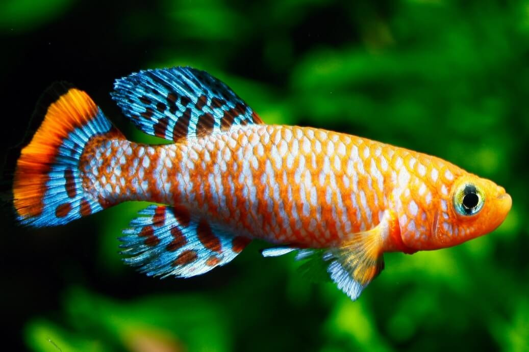 bliefin killifish