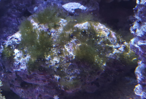 algae reducing tips