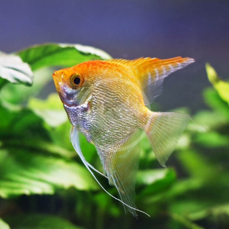 Best Aquarium Pet Fish in the World