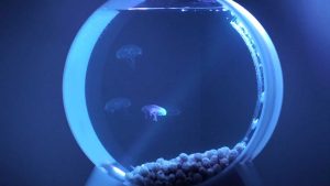 best jellyfish tank