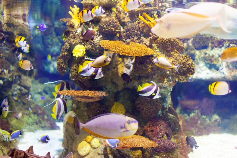 Aquascape Aquariums