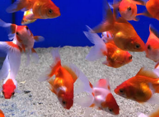 the Best Goldfish Care