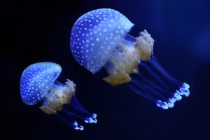 Best Pet Jellyfish for your tank