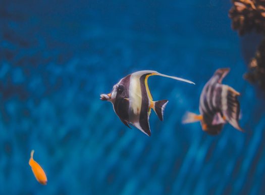 Saltwater Fish & Aquariums